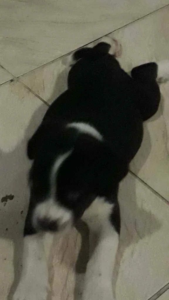 Cachorro ra a Sem raca idade Abaixo de 2 meses nome Bidu