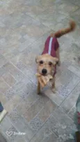 Cachorro raça SRD  idade 1 ano nome Noel
