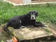 Cachorro raça SRD idade 6 ou mais anos nome Negrito