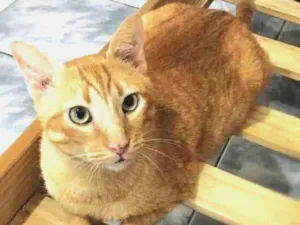 Gato raça srd idade 4 anos nome Matheus