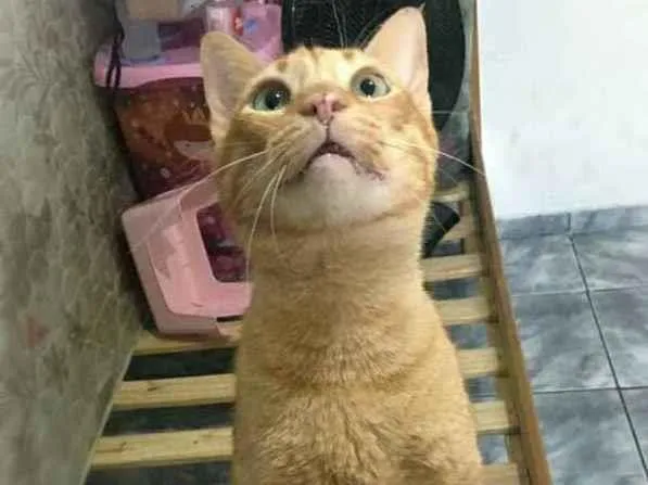 Gato ra a srd idade 4 anos nome Matheus