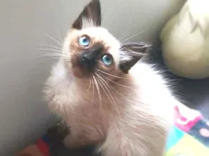 Gato raça srd idade 2 a 6 meses nome Duda