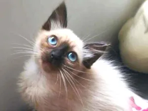 Gato raça srd idade 2 a 6 meses nome Duda