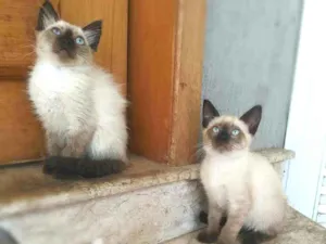 Cachorro raça srd idade 2 a 6 meses nome Kaká (& Duda)
