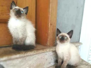Gato raça srd idade 2 a 6 meses nome Kaká (& Duda)