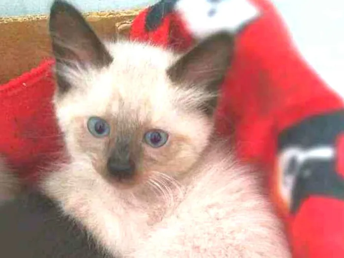 Gato raça srd idade 2 a 6 meses nome Miklos