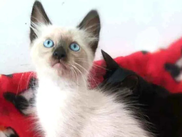 Gato raça srd idade 2 a 6 meses nome Miklos