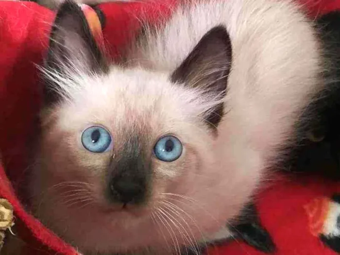 Gato ra a srd idade 2 a 6 meses nome Miklos