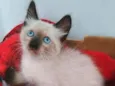 Miklos