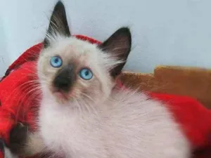 Gato raça srd idade 2 a 6 meses nome Miklos