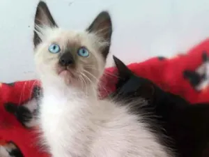 Gato raça srd idade 2 a 6 meses nome Miklos