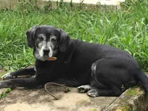 Cachorro raça SRD idade 6 ou mais anos nome Negrito