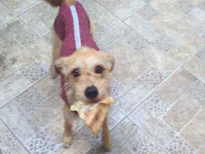 Cachorro raça SRD  idade 1 ano nome Noel