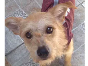 Cachorro raça SRD  idade 1 ano nome Noel