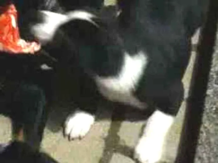 Cachorro ra a Sem raca idade Abaixo de 2 meses nome Bidu
