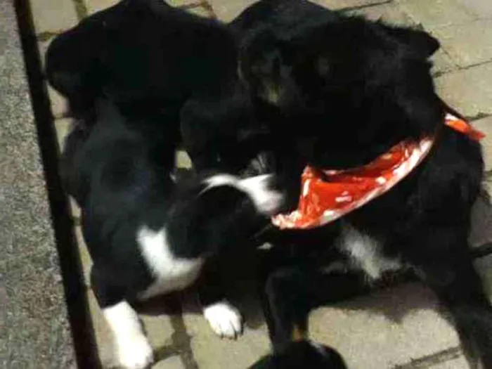 Cachorro ra a Sem raca idade Abaixo de 2 meses nome Bidu