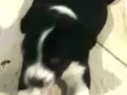 Bidu