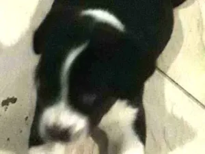 Cachorro raça Sem raca idade Abaixo de 2 meses nome Bidu