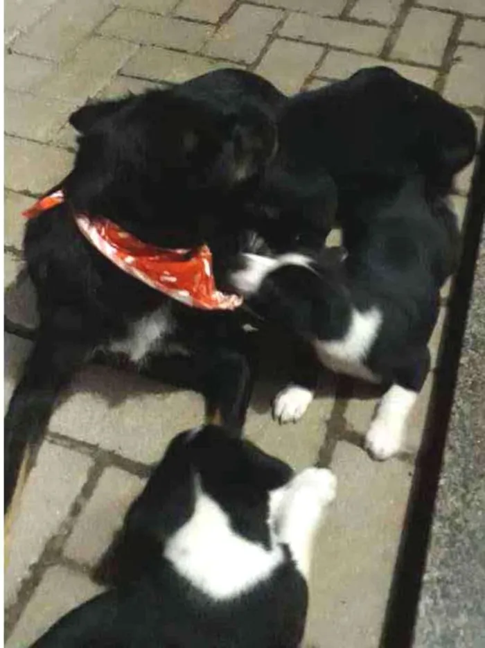 Cachorro ra a Sem raca idade Abaixo de 2 meses nome Bidu