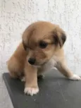 Cachorro raça SRD idade Abaixo de 2 meses nome Sem nome