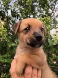 Cachorro raça SRD  idade Abaixo de 2 meses nome Sem Nome