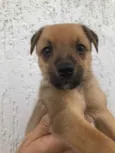 Cachorro raça SRD  idade Abaixo de 2 meses nome Sem Nome