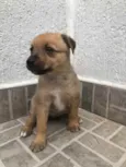 Cachorro raça SRD  idade Abaixo de 2 meses nome Sem Nome