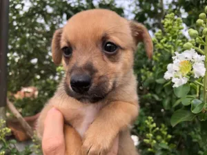 Cachorro raça SRD  idade Abaixo de 2 meses nome Sem Nome