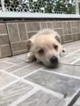 Cachorro raça SRD idade Abaixo de 2 meses nome Sem Nome