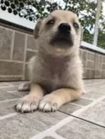 Cachorro raça SRD idade Abaixo de 2 meses nome Sem Nome