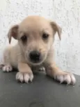Cachorro raça SRD idade Abaixo de 2 meses nome Sem Nome