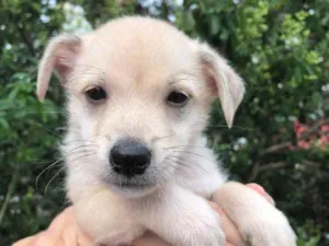 Cachorro raça SRD idade Abaixo de 2 meses nome Sem Nome