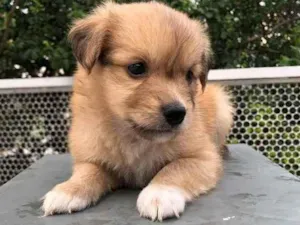 Cachorro raça SRD idade Abaixo de 2 meses nome Sem nome