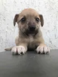 Cachorro raça SRD  idade Abaixo de 2 meses nome Sem Nome