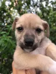 Cachorro raça SRD  idade Abaixo de 2 meses nome Sem Nome