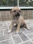 Cachorro raça SRD  idade Abaixo de 2 meses nome Sem Nome