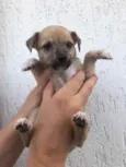 Cachorro raça SRD  idade Abaixo de 2 meses nome Sem Nome