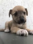Cachorro raça SRD  idade Abaixo de 2 meses nome Sem Nome