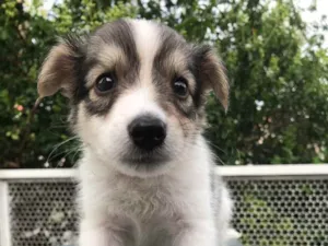 Cachorro raça SRD idade Abaixo de 2 meses nome Sem Nome