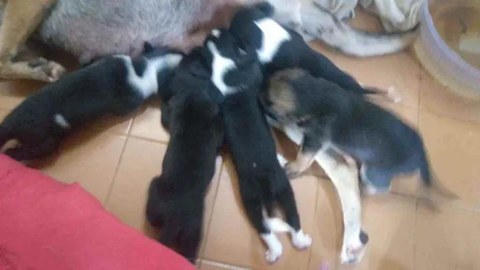 Cachorro ra a Vira lata idade Abaixo de 2 meses nome Ilhote