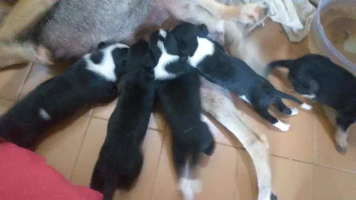 Cachorro ra a Vira lata idade Abaixo de 2 meses nome Ilhote