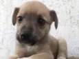 Cachorro raça SRD  idade Abaixo de 2 meses nome Sem Nome