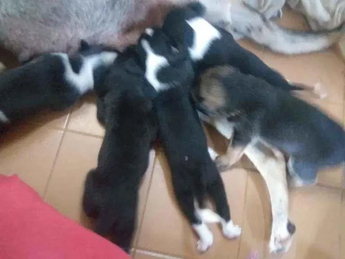 Cachorro ra a Vira lata idade Abaixo de 2 meses nome Ilhote