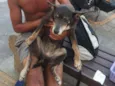 Cachorro raça SRD idade 6 ou mais anos nome IDOSA NAS RUAS