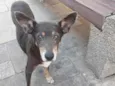 Cachorro raça SRD idade 6 ou mais anos nome IDOSA NAS RUAS