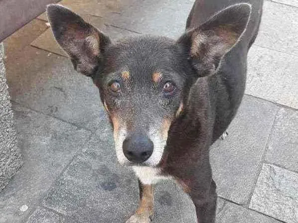 Cachorro raça SRD idade 6 ou mais anos nome IDOSA NAS RUAS