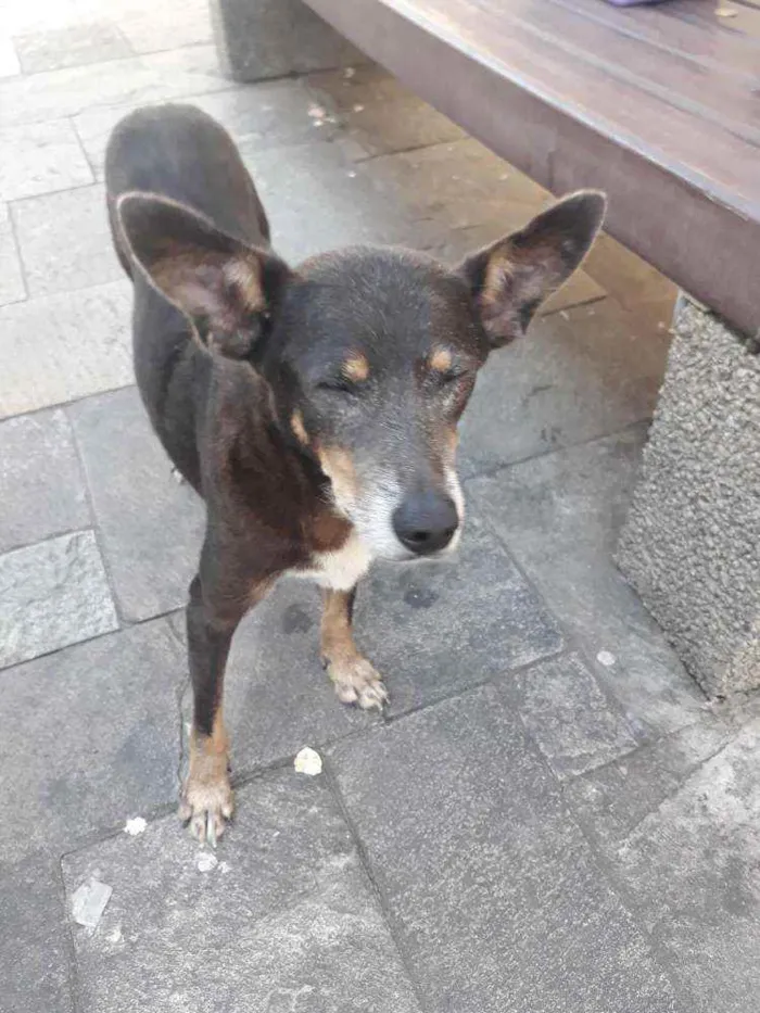 Cachorro raça SRD idade 6 ou mais anos nome IDOSA NAS RUAS