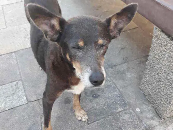 Cachorro raça SRD idade 6 ou mais anos nome IDOSA NAS RUAS