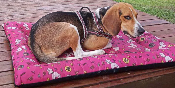 Cachorro ra a Beagle idade 1 ano nome Léia