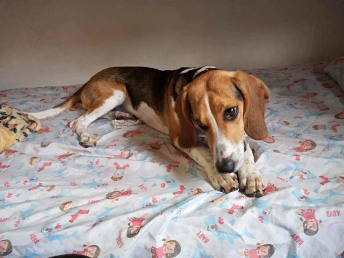 Cachorro ra a Beagle idade 1 ano nome Léia